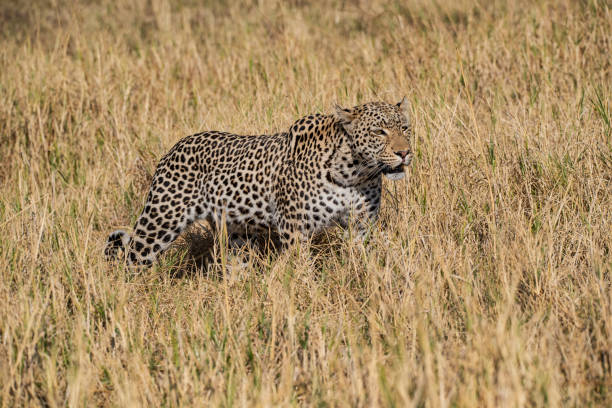 An African leopard (Panthera pardus pardus) is hiding for hunt in the long dry grass. Wildlife shot in Moremi wildlife reserve, Okavango Delta, Botswana.