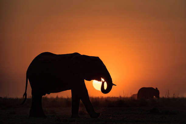 istock Elephant in front of the sunset, Chobe, Botswana, Africa 1254101815