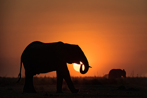 A large male  African elephant (Loxodonta africana) in foreground of an African sunset. Chobe National Park, \nBotswana, Africa.