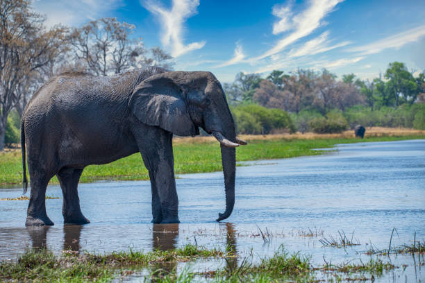African elephant in the river Khwai, Okavango Delta, Botswana,