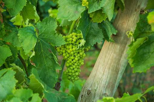 a bunch of grapes ripens in june