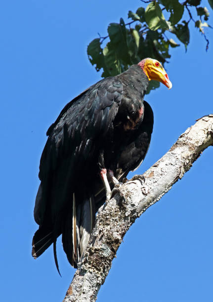 istock Greater Yellow-headed Vulture 1254105093