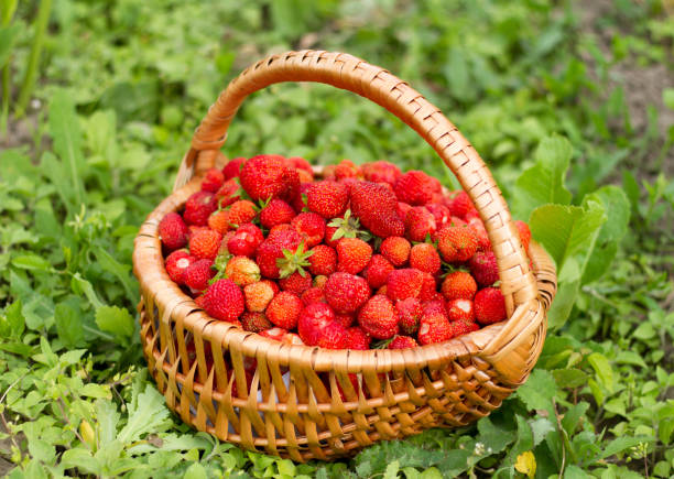 istock Freshly picked strawberries in basket 1254105852