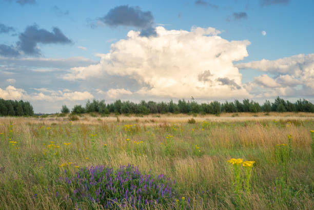 Developing storm cloud over a wilderness area with colorful wildflowers in the foreground.