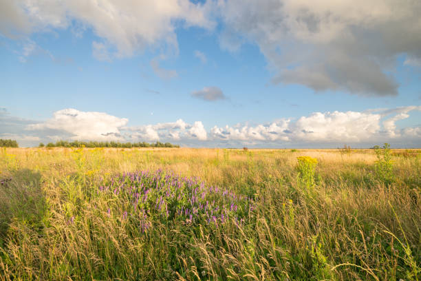 istock Grassland with wildflowers and cumulus clouds in summer 1254106046