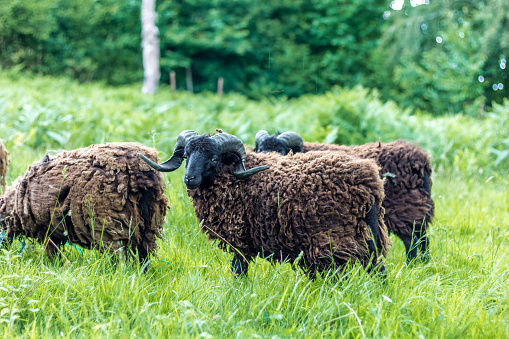 Black sheep grazing in a meadow of tall green grass