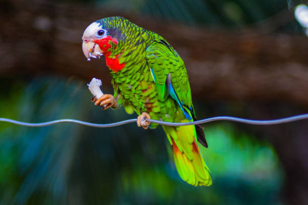 Greater Vasa Parrot, Coracopsis vasa, 7 weeks old, perched on branch with spread wings against white background