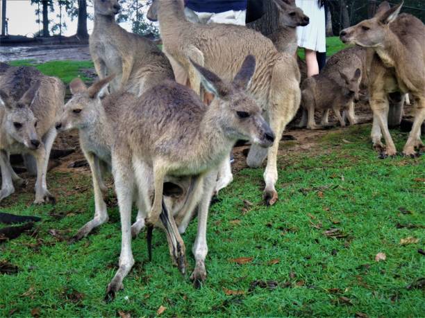 istock Kangaroo photo in Australia wildlife park 1254107592