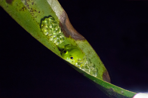 An oriental glass frog sat on a leaf protecting its egg clutch from predators. This frog is endemic to the island of Tobago.