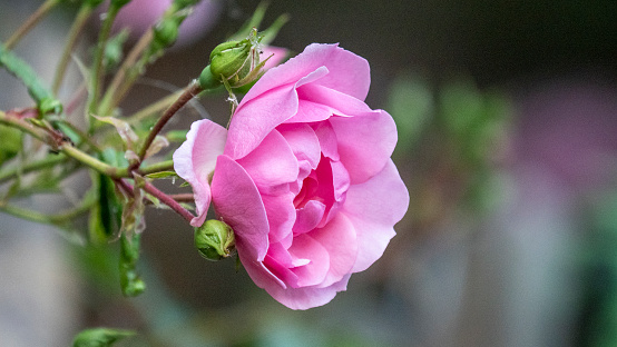 A mass of small pink double flowers and green buds of the polyantha rose The Fairy or Feerie, Perle Rose in the shade of the garden close up