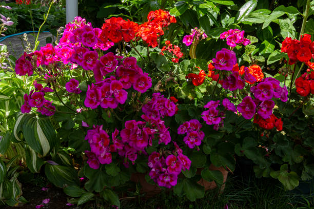istock pink and orange pelargonium 1254110015