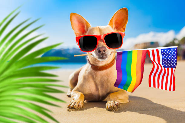 263 Very Funny Gay Dog Stock Photos, Pictures & Royalty-Free Images - iStock