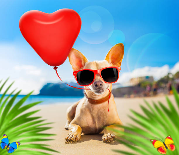 istock chihuahua summer dog 1254112345