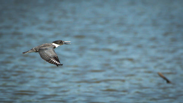istock Kingfisher on a branch and in flight 1254113310