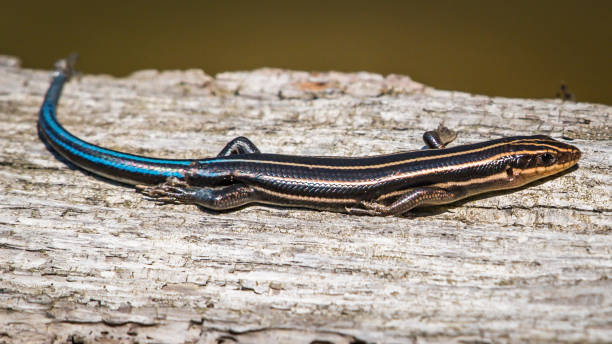 istock Skink lizard on a log sunning 1254113880