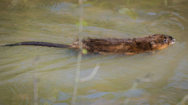 istock Muskrat eating vegetation in the pond 1254113895