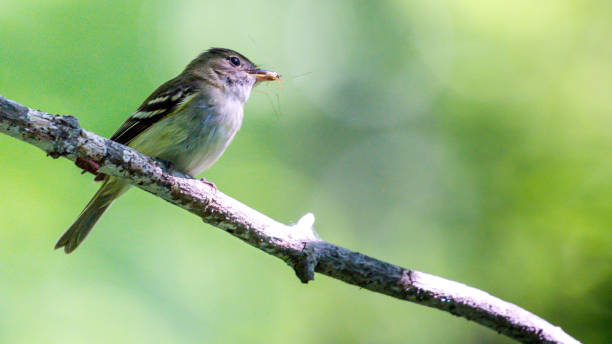 istock Acadian Flycatcher on a branch 1254114015