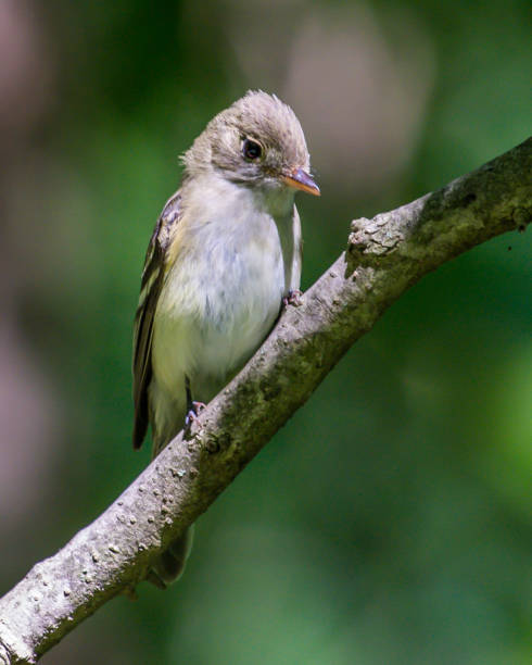 istock Acadian Flycatcher on a branch 1254114027