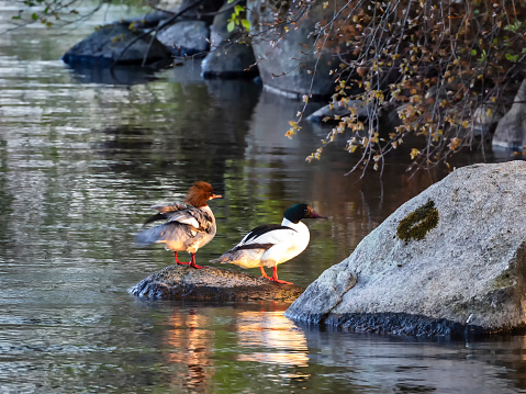 Bird common merganser sitting on the stone