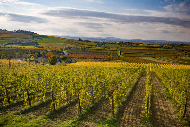istock Autumn colors on grape fields in countryside 1254115568