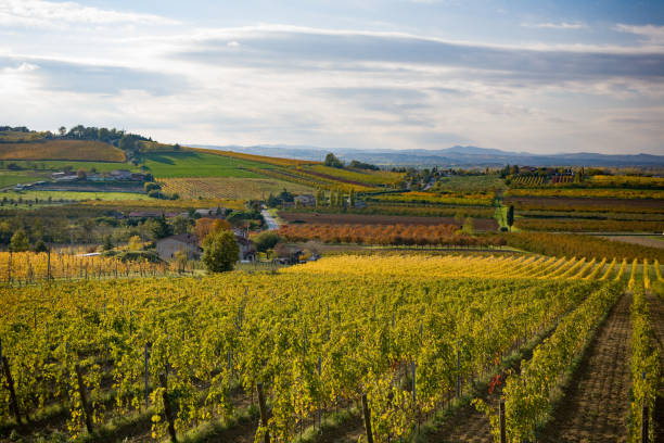 istock Autumn colors on grape fields in countryside 1254115569