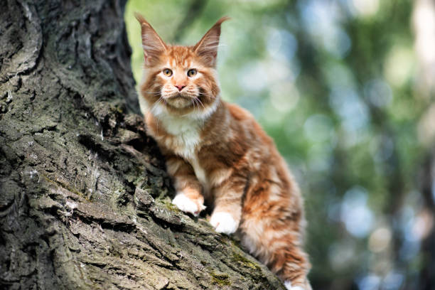 istock A big red maine coon kitten. 1254116547