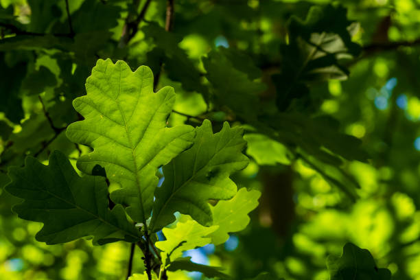 fresh green oak leaf, illuminated by the sun, many oak leaves in the blurred background - oak leaf leaf oak tree spring imagens e fotografias de stock