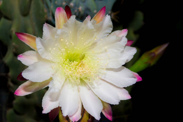 The white flower of the cactus cereus blooming at night The white flower of the cactus cereus blooming at night night blooming cereus stock pictures, royalty-free photos & images