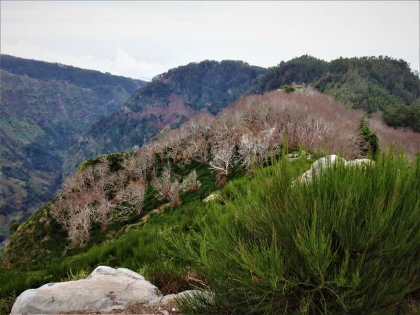 istock Dramatic Madeira views from around the island 1254119307