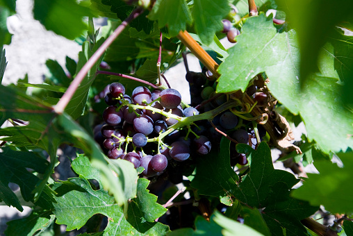 Bunch of fresh grapes in Cappadocia Urgup or Goreme - Turkey