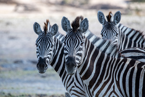 group of Zebras in Makgadikgadi National Park, Botswana