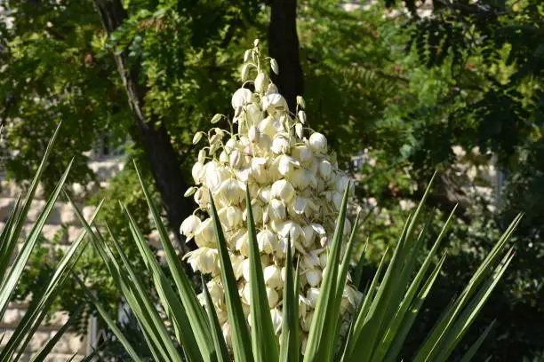 Yucca blooms a beautiful white flower.