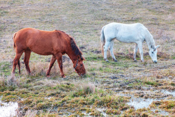 istock Horses on the Meadow after the Rain 1254121760