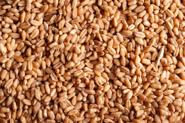 istock Ear and wheat spikes. Harvest photos. 1254121831