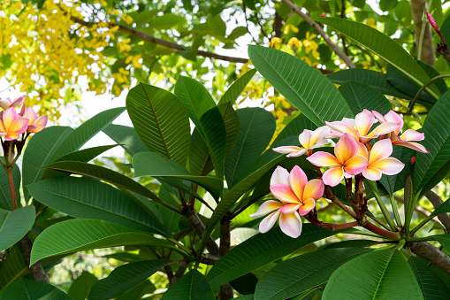 Tropical red Frangipani flower in full bloom during the day on branch of a tree or shrub