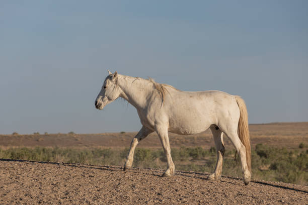 istock Wild Horse in the Utah Desert 1254122898