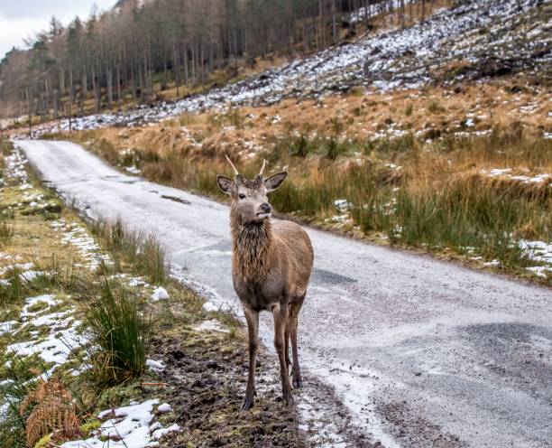 istock Little Stag Of Glen Etive Forest. 1254123760