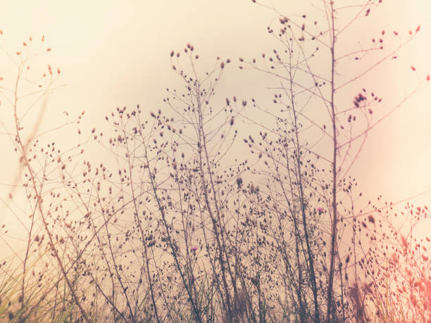 istock Wild beach plants on warm colored vintage background, selective soft focus 1254123934