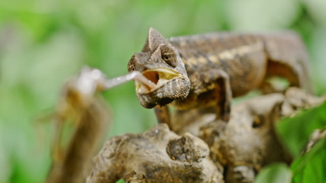 SUPER SLO MO Chameleon snare a grasshopper