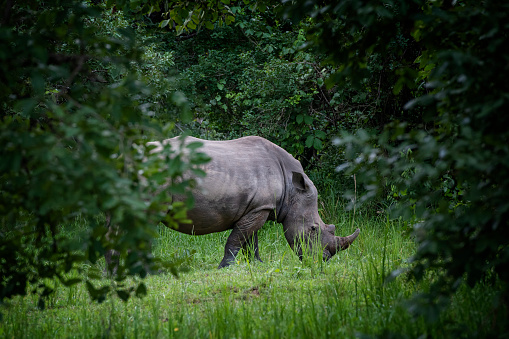 White Rhino in the bush of Family of the Blue Canyon Conservancy in South Africa near Kruger national park, White rhinoceros, Wild African White Rhino, South Africa