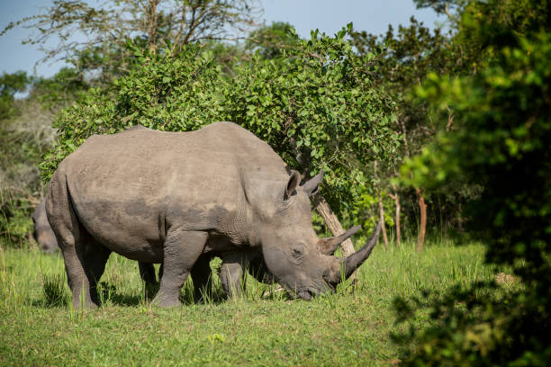 istock Southern White rhinoceros (Ceratotherium simum simum) in Uganda 1254124948
