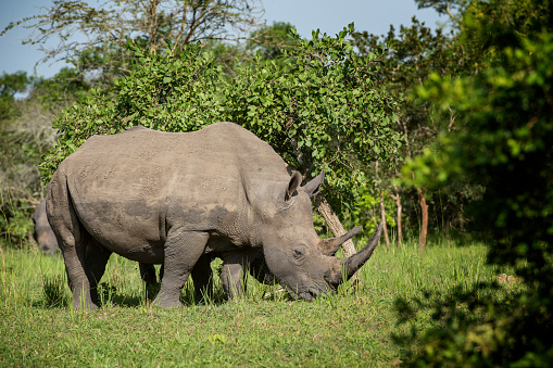 White rhinoceros with ox pecker birds on it's back walking through the African bush of Zimbabwe. Ox pecker birds help with the grooming of the rhinoceros in a symbiotic relationship. Piggyback.