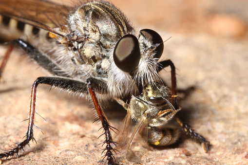 A moustached Robber Fly (aka, Assassin Fly) feasting on a golden metallic sweat bee in Southern California