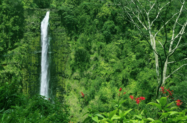 A breathtaking 442 foot water fall at Akaka Falls.