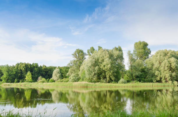 istock Summer river landscape under blue sky and clouds 1254131356