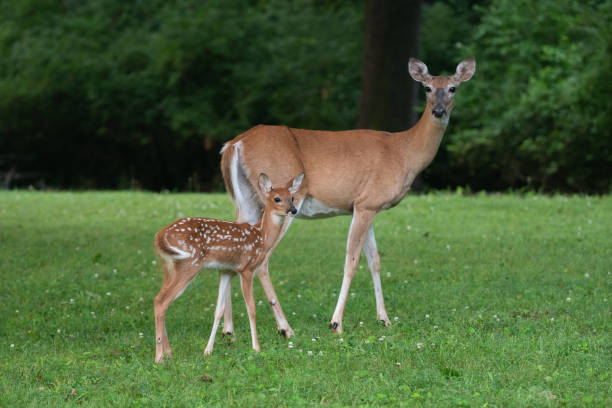 istock White-tailed deer fawn and doe 1254132980