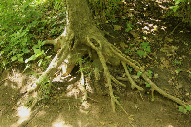 Exposed Roots A tree on a hill with exposed roots exposed tree roots stock pictures, royalty-free photos & images