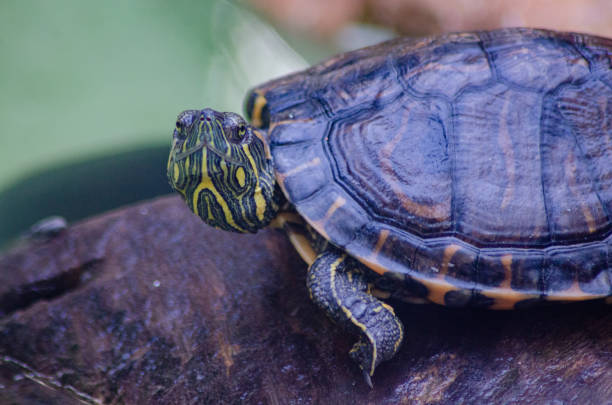 istock Beautiful animals in Brazil with natural light. 1254135952