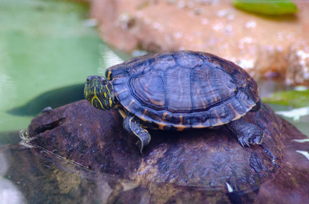 istock Beautiful animals in Brazil with natural light. 1254135953