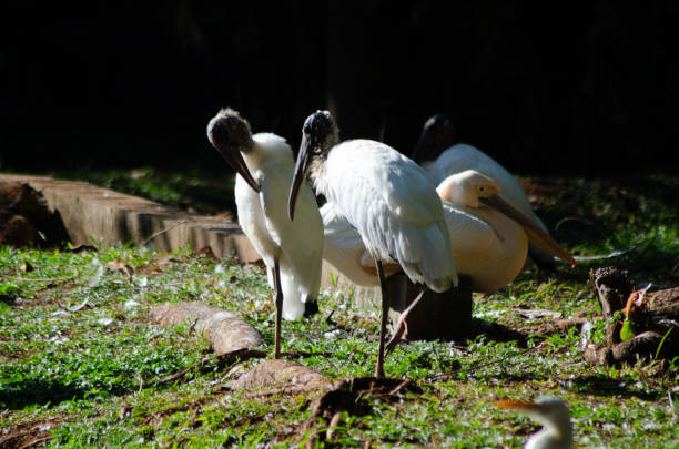 istock Beautiful animals in Brazil with natural light. 1254135981
